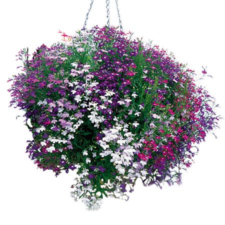 Benih Bibit Biji - Bunga Lobelia erinus Cascade Mix Flower Seeds - IMPORT