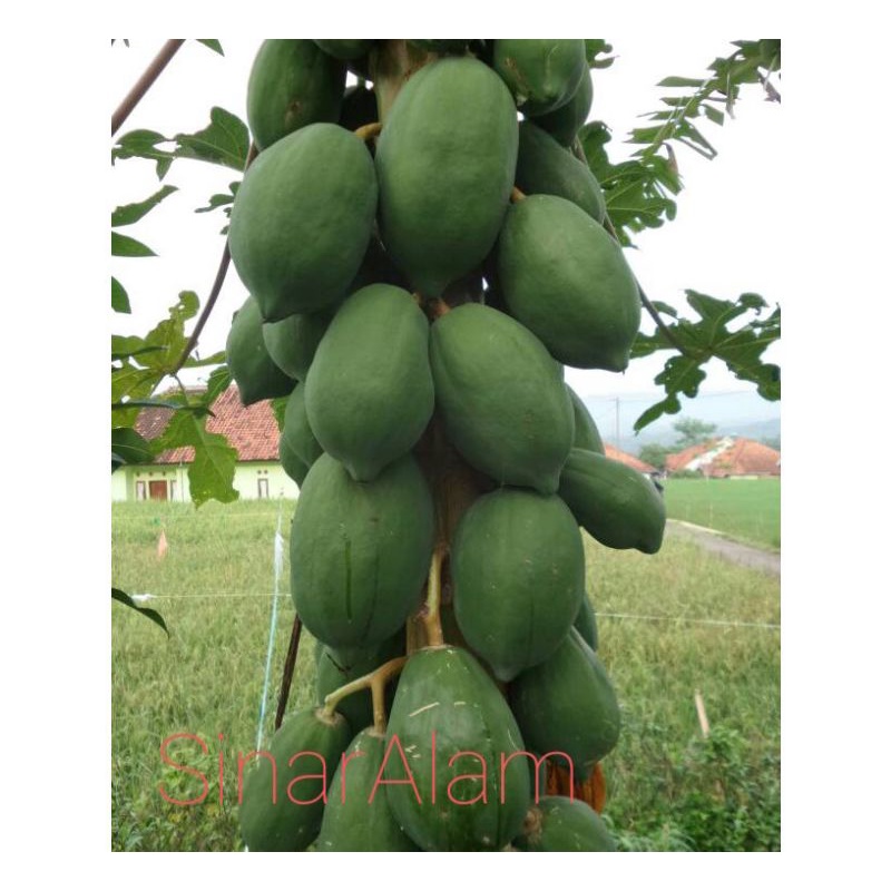

Buah Pepaya Muda