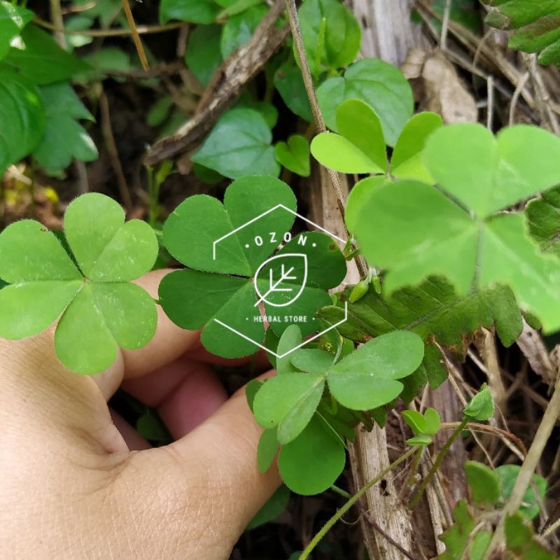 

Daun Semanggi Segar Obat Infeksi Saluran Kencing 500gr