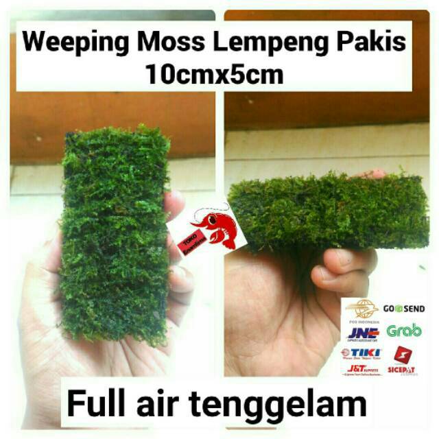 Java Weeping Moss lempeng pakis Aquascape