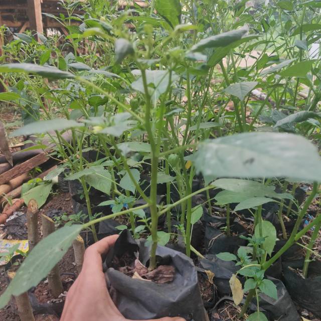 Tanaman ciplukan - pohon ciplukan- tanaman herbal - ciplukan