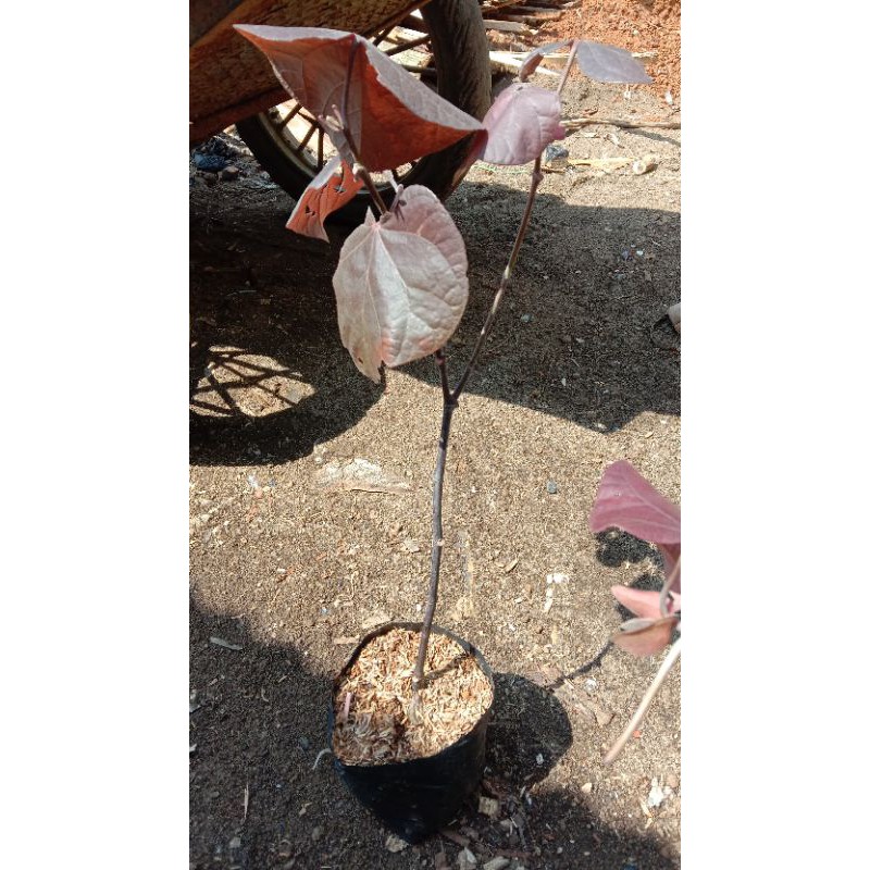 bahan bonsai waru merah