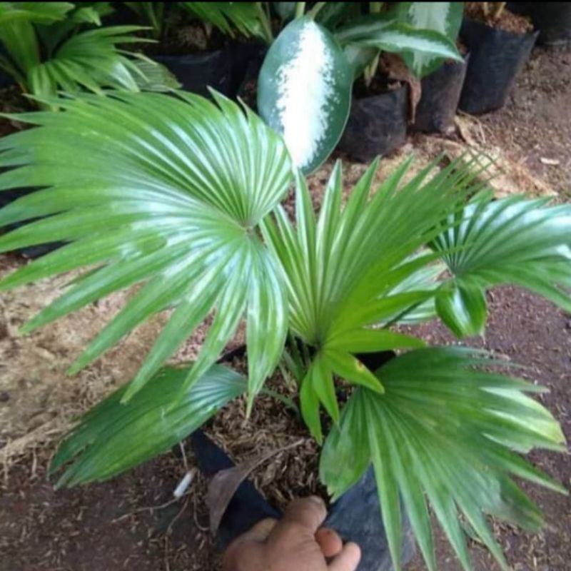 Jual Tanaman Hias Palm Sadeng Minyak Pohon Palem Sadeng Minyak Shopee Indonesia