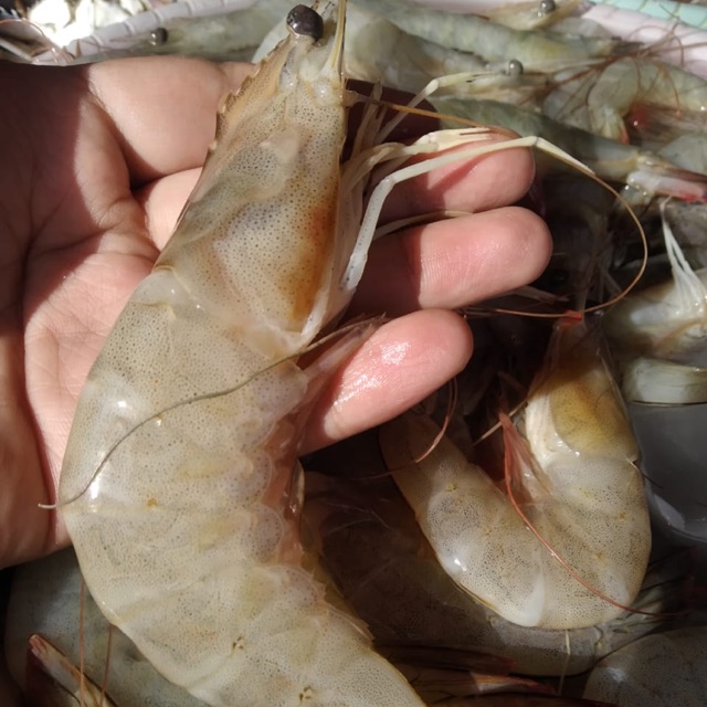 

Udang segar size besar 1kg isi 35-40 ekor