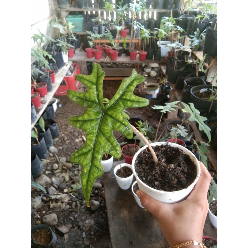 Alocasia jacklyn Anakan