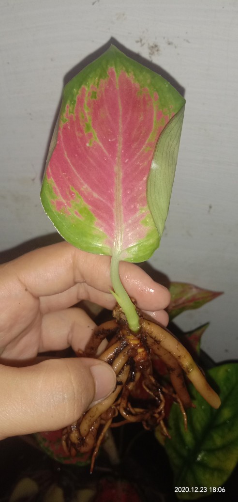 Suksom Jaipong Anakan/suksom Jaipong Bonggolan 2~3 Helai