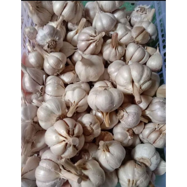 

bawang kating 1kg