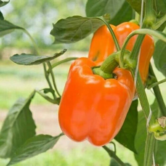 BIBIT isi 5 benih paprika orange star F1 benih tanaman cabe cabai paprika oranye