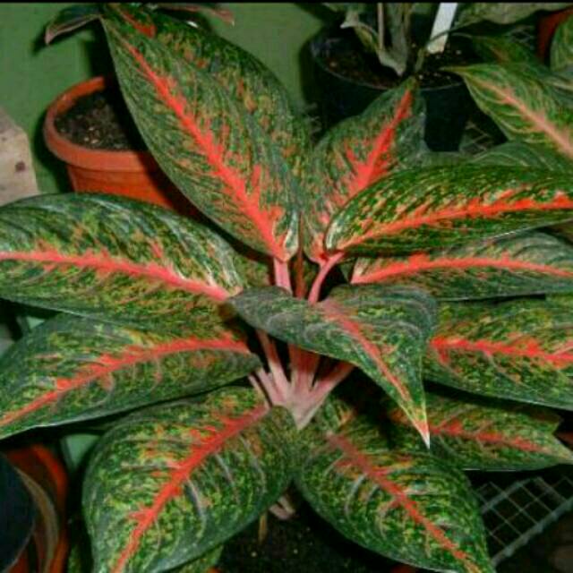 TANAMAN HIAS AGLONEMA HOT LADY AGLONEMA RED HOT LADY