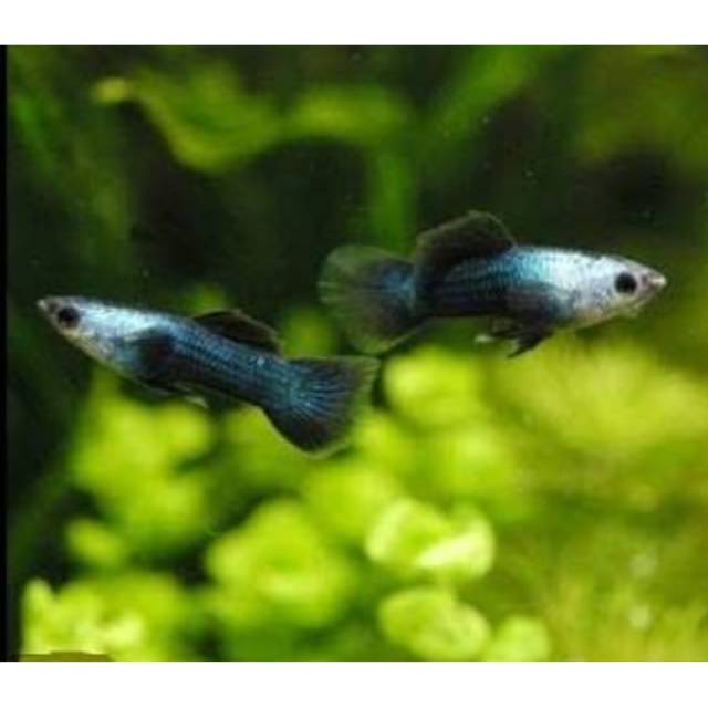 Ikan Hias Guppy Panda Shopee Indonesia