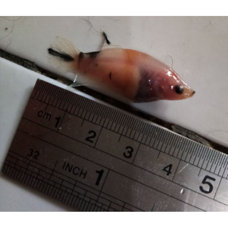 Ikan Cupang Giant Female Multicolour galaxy.