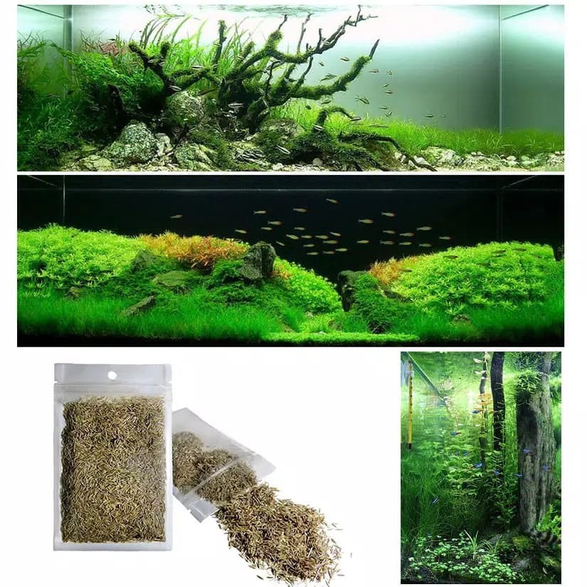 Bibit Benih Cow Leaf Grass Carpet Seed Aquascape Aquarium Plant Seed