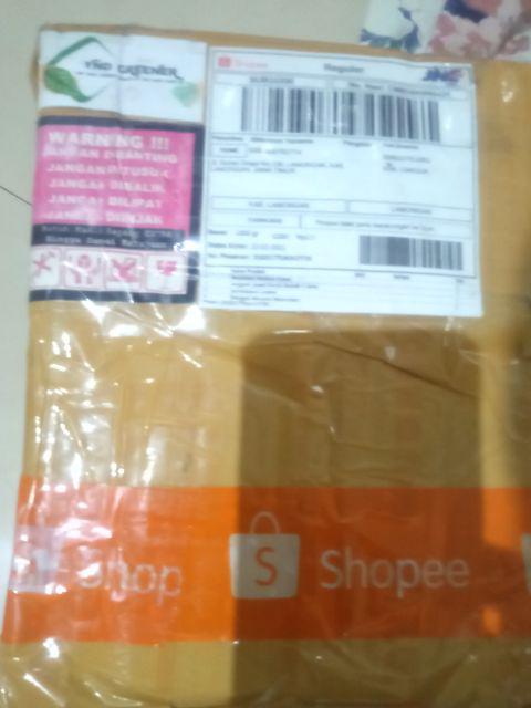 Bonggol Alocasia Watsoniana