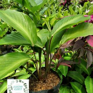 TANAMAN HIAS CALATHEA BINTANG  Shopee Indonesia