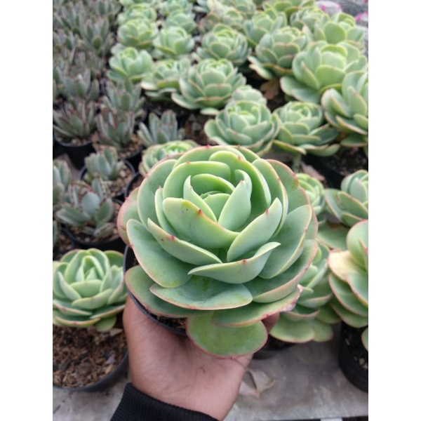 Tanaman Cantik | aeonium urbicum | Tanaman hias premium | hiasan taman | hiasan rumah | kaktus sukul