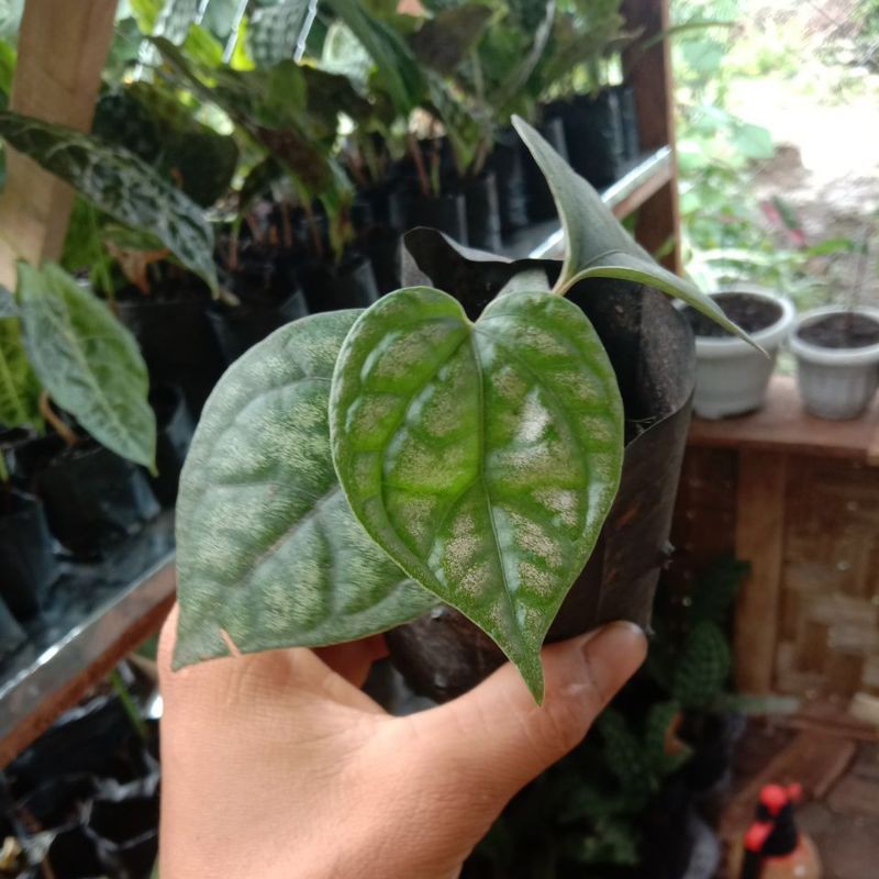 scindapsus silver