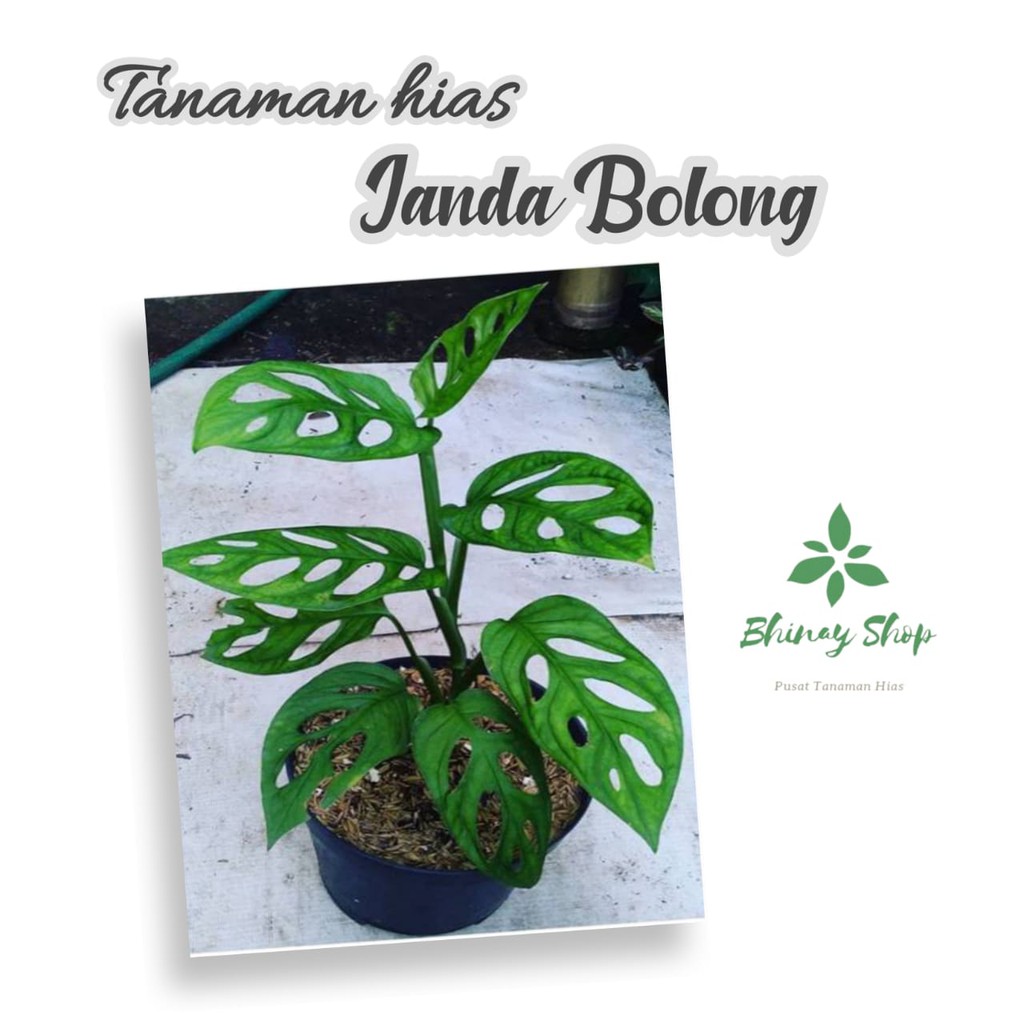 TANAMAN HIAS MONSTERA JANDA BOLONG / POHON HIAS MONSTERA JANDA BOLONG / MONSTERA JANDA BOLONG