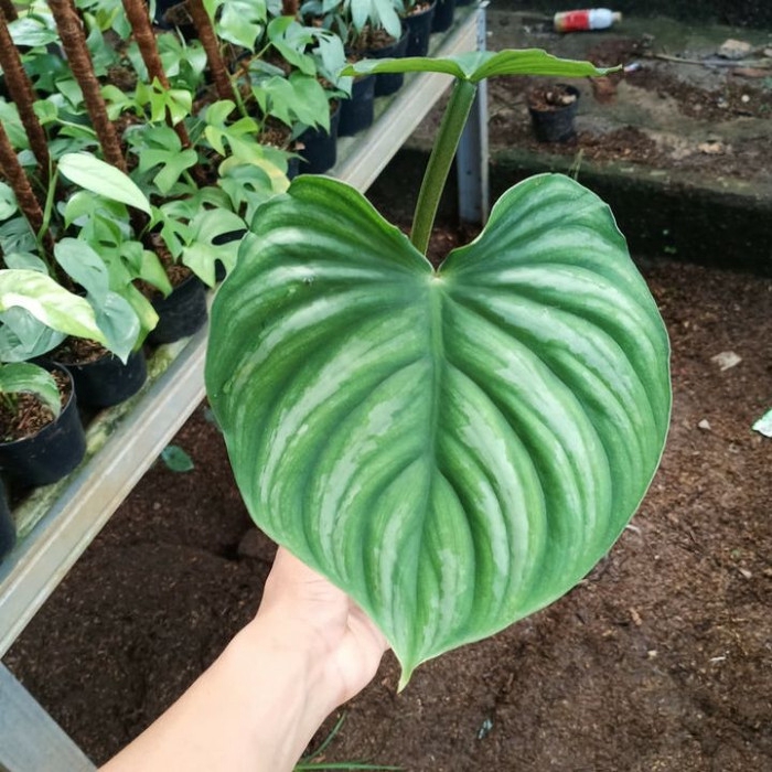 Tanaman Hias Indoor - Pohon pilomani