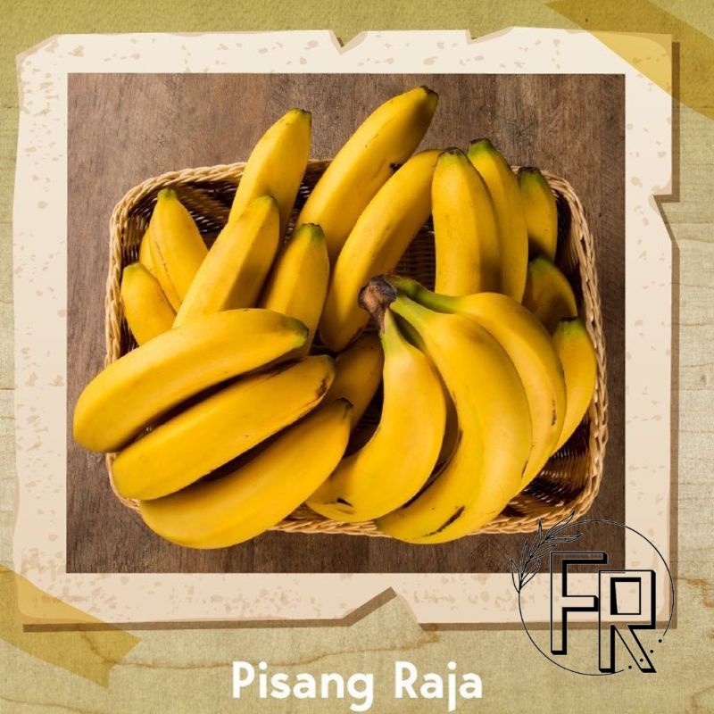 BIBIT TANAMAN BUAH PISANG RAJA // BIBIT PISANG RAJA SUPER