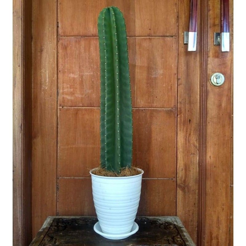 POHON KAKTUS BELIMBING - TANAMAN HIAS KAKTUS