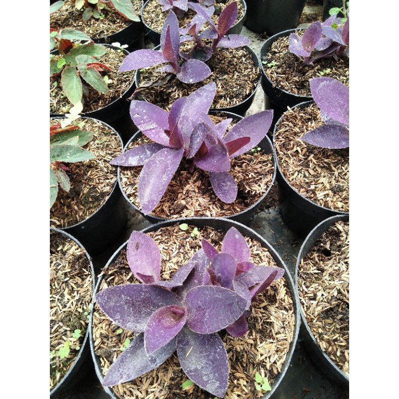 tradescantia pallida tanaman Adam hawa ungu bunga gantung tahan panas