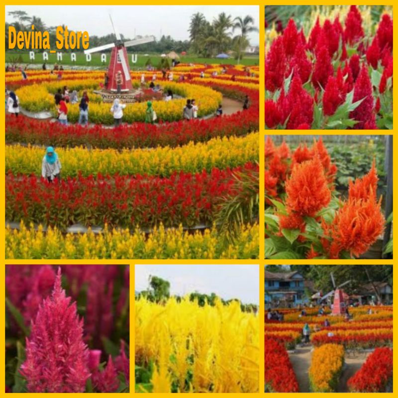 Biji Bunga Celosia Mix Fress 200biji
