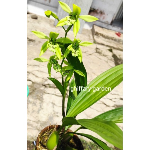 pandurata anggrek hitam anggrek pandurata Coelogyne pandurata