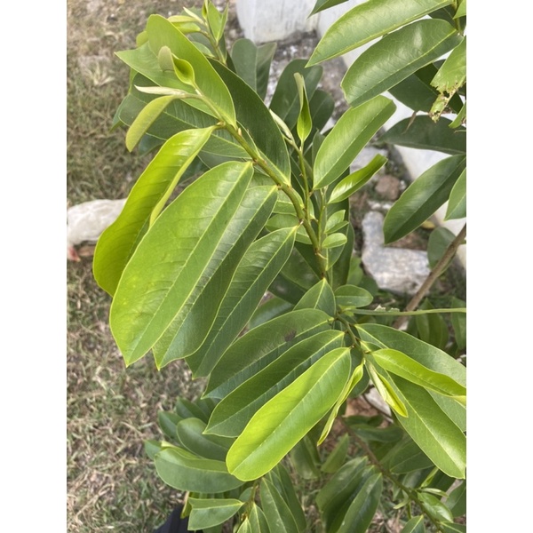 

Daun sirsak