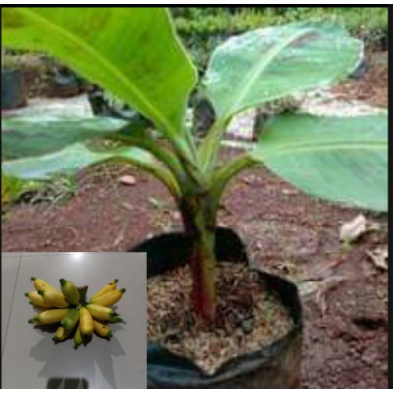 

pohon pisang lampung pelenis