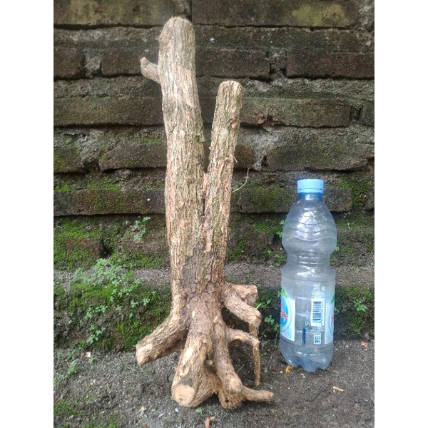 bahan bonsai kemuning fresh dongkel / bahan bonsai kemuning / bonsai kemuning / bahan bonsai kemunin