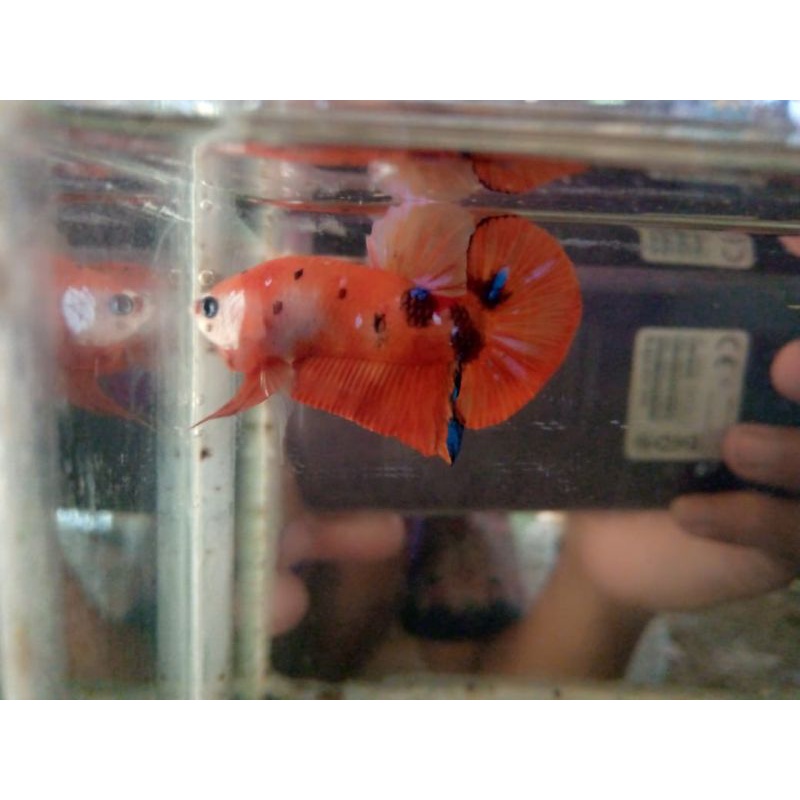 ikan cupang plakat red koi galaxy