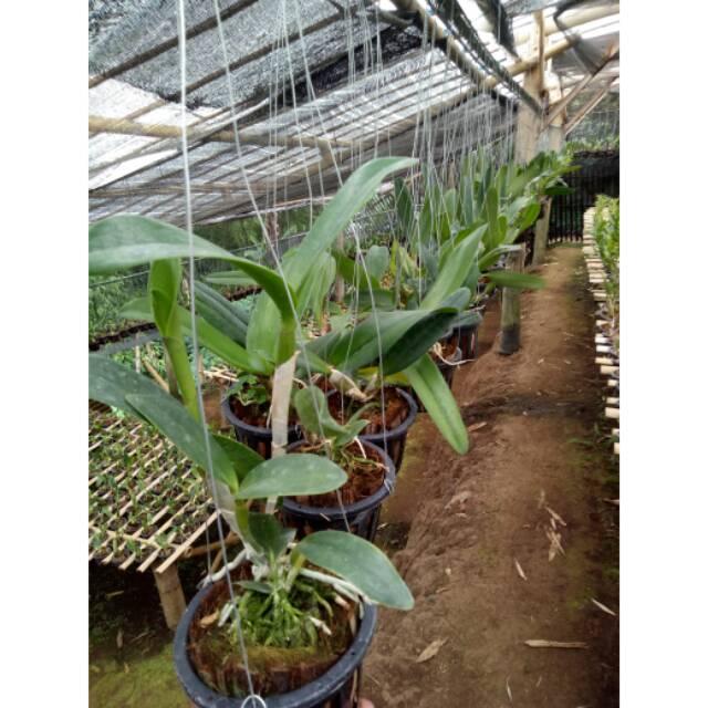 Anggrek cattleya dewasa