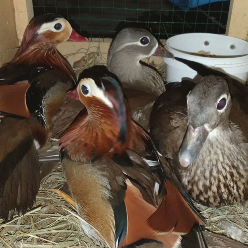 

telur bebek hias Mandarin duck