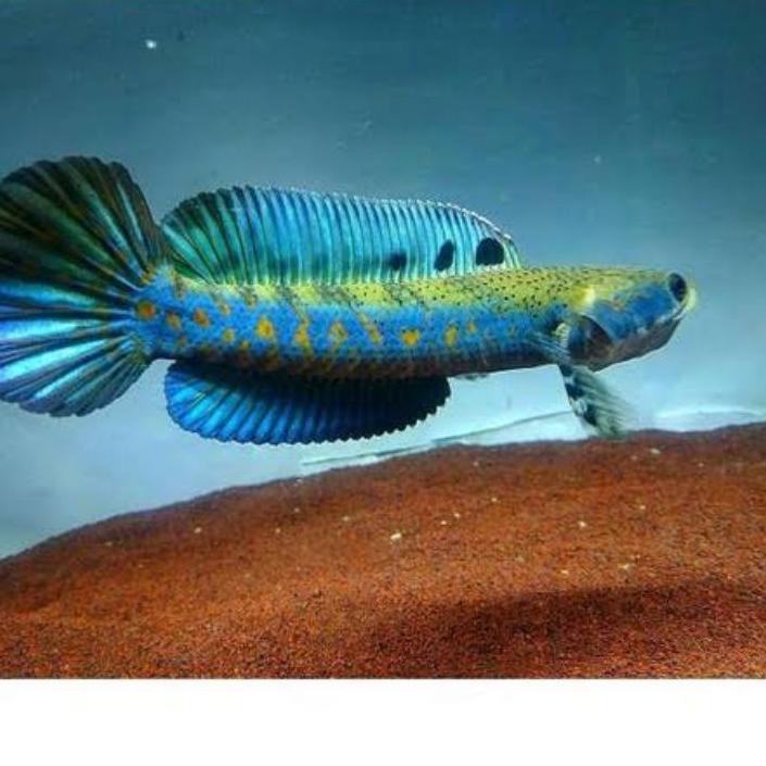 Update! Channa Blue Pulchra 10-11cm Spek Spesial Bisa