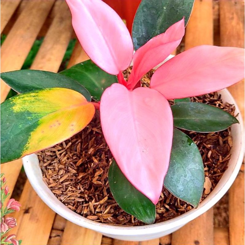 Tanaman Hias Philo Pink / Philodendron Congo Pink princess