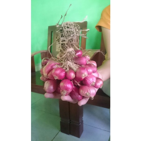 Bibit bawang merah Bima 50 biji. Asli BREBES siap tanam