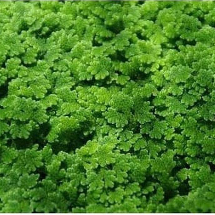 Bibit Azolla 1Kg Untuk Pakan Ikan Dan Ayam