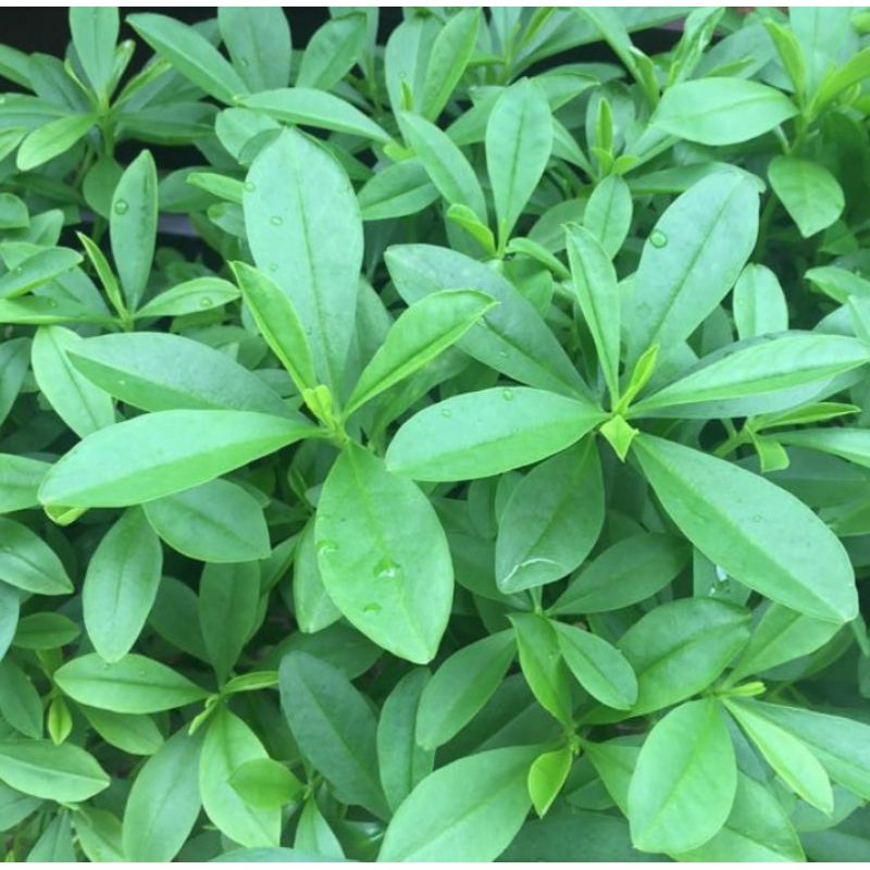 

Gingseng Jawa / Som jawa