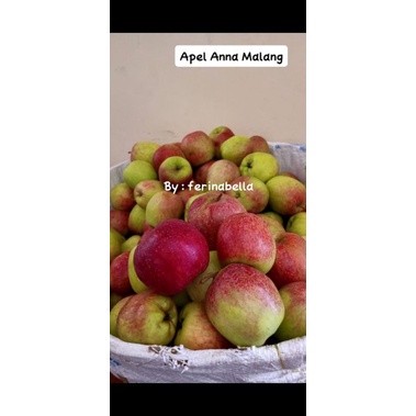 

Apple Anna Khas Malang 2kg