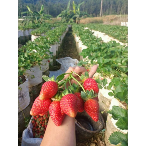Strawberry Fresh Ciwidey Super Grade A Kemasan 250 Gram