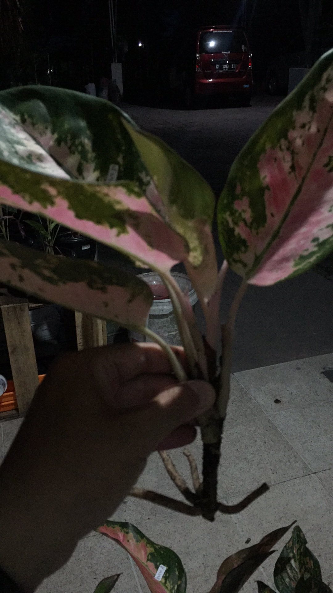 Aglonema Super Kocin Pink Import