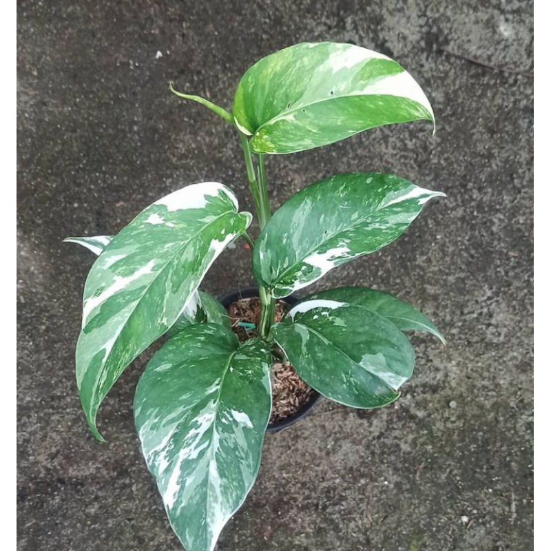 philodendron epiprenum varigata / epip varigata