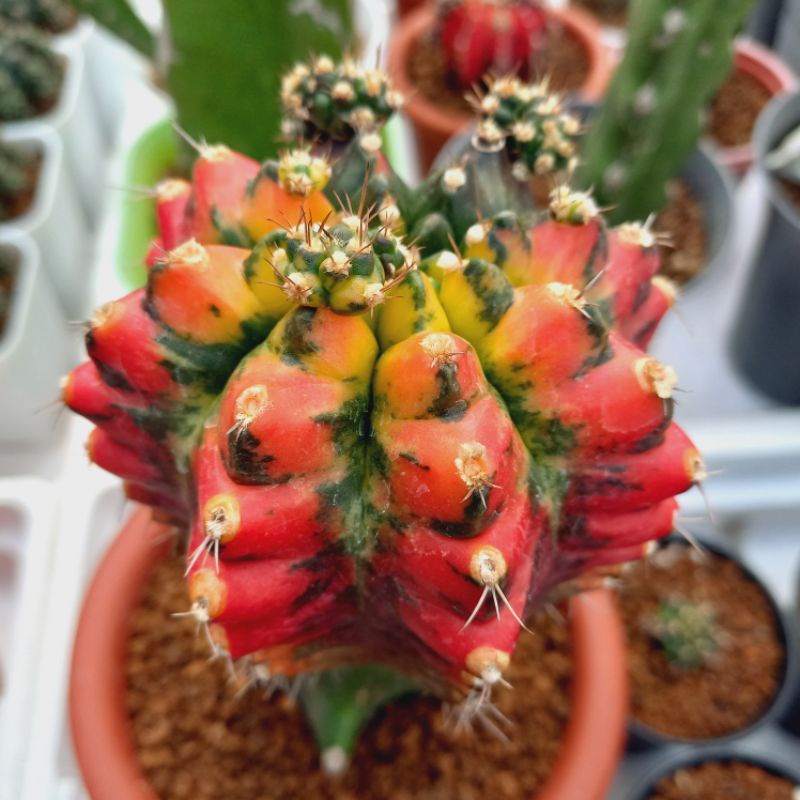 Gymno Miha Hybrid T31115 (kaktus, astrophytum, sukulen, lithops, syngonium, bibit)