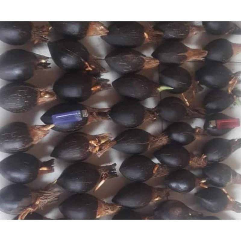 Per 3 pcs Kelapa wulung minion/kelapa gading/kelapa hijau minion /bahan bonsai kelapa minion 3 pcs