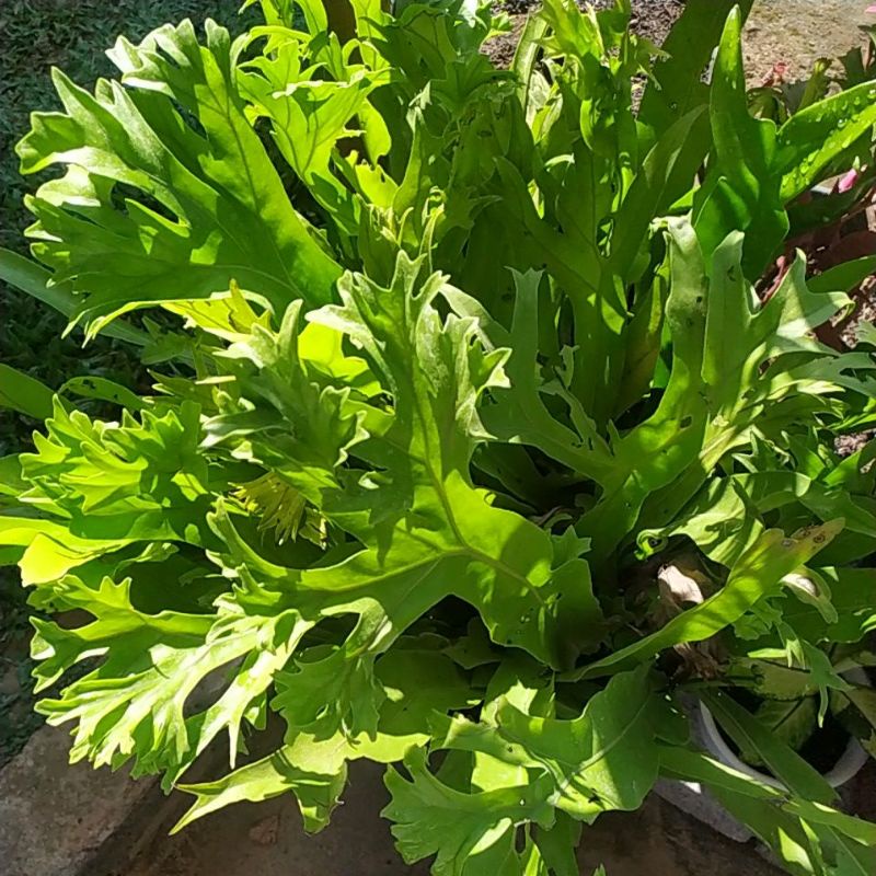 Tanaman Hias Kadaka Tanduk | Pakis Kadaka Tanah