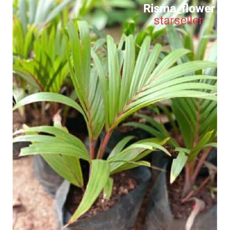 POHON PALEM BOTOL / TANAMAN HIAS PALEM BOTOL