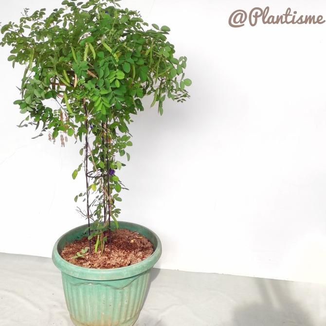 Tower Planter - Media Tanam Tanaman Rambatan Kebun / Pot Bunga Hias Zafiaynan