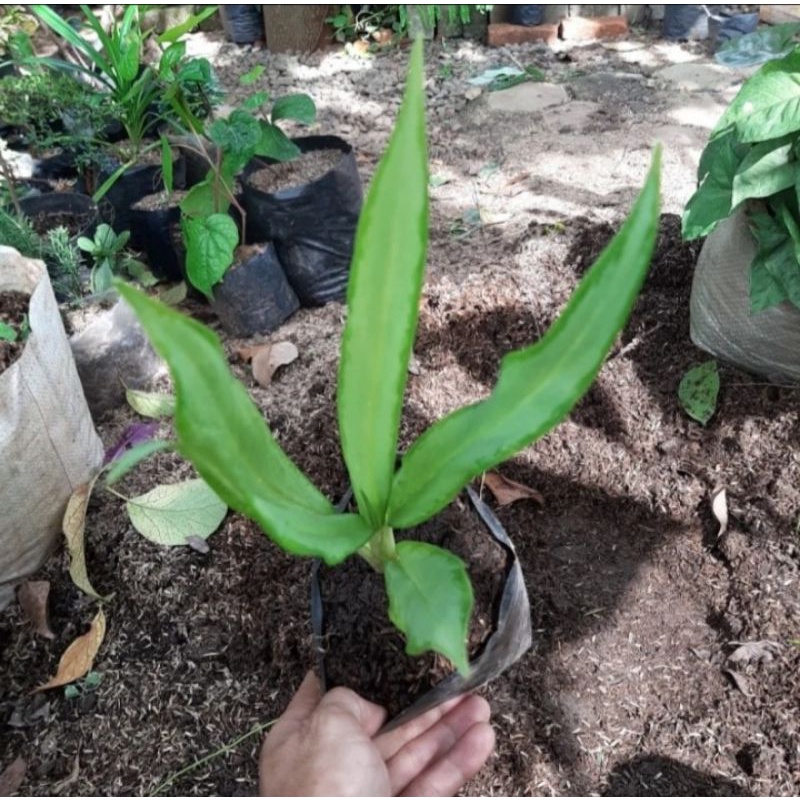 Tanaman hias sri rejeki bulu ayam blanceng bulu ayam