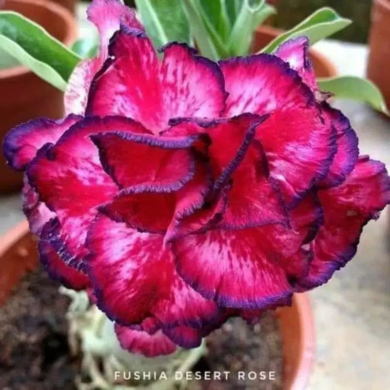 

promo!!!!adenium fushia dessert rose bunga tumpuk (bibit)