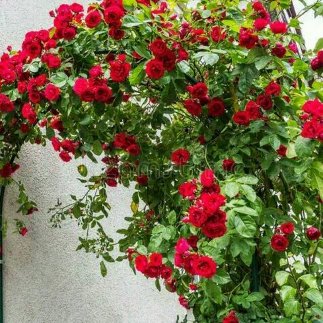 Tanaman hias climbing rose - mawar rambat merah | Shopee ...